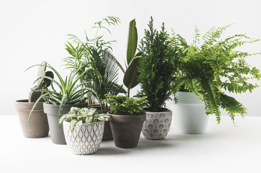 Georgetown houseplants